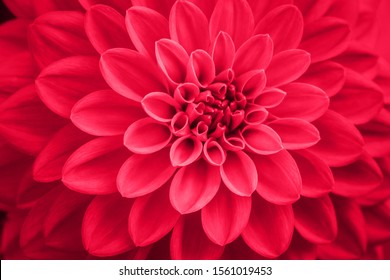 Defocused pink dahlia petals macro, floral abstract background. Close up of flower dahlia for background, Soft focus. - Powered by Shutterstock