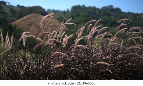 Defocused Poaceae Grass Flower On The Hill