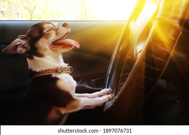 Defocused Portrait of funny dog chihuahua squinting from sun behind wheel of car. Happy cute pet with eyes closed and protruding tongue driving auto. Dangerous driving with blinding sun in car