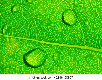 Defocused Rain Drops On Green Leaf With Leaf Vain Details