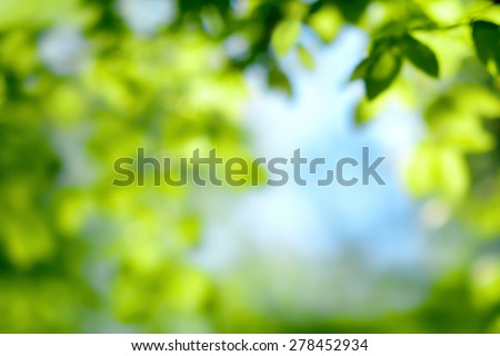 Defocused scene of fresh foliage and blue sky, ideal as a nature background with bright vibrant colors