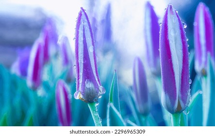 Defocused, spring background of purple crocuses in dew drops and blue haze. selective focus - Powered by Shutterstock