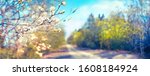 Defocused spring landscape. Beautiful nature with flowering willow branches and forest road against blue sky with clouds, soft focus. Ultra wide format.