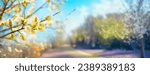 Defocused spring landscape. Beautiful nature with flowering willow branches and a road against a background of blue sky with clouds and a blooming garden, soft focus. Ultra-wide format.