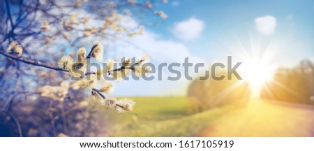 Defocused spring landscape. Beautiful nature with flowering willow branches and  rural road against blue sky and bright sunlight, soft focus. Ultra wide format.