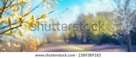 Defocused spring landscape. Beautiful nature with flowering willow branches and a road against a background of blue sky with clouds and a blooming garden, soft focus. Ultra-wide format.