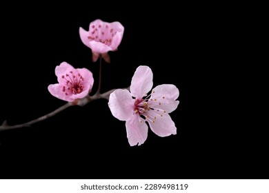 flores sakura rosadas tiernas