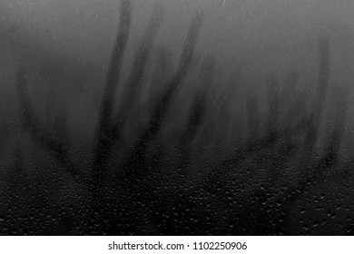 defocused tree that is seen through the wet window. Black and white