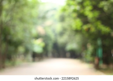 Defocused Trees In The Morning Garden