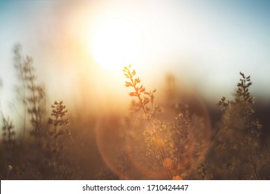 defocused view of dried wild flowers and grass in a meadow in winter or spring оr fall in the bright golden rays of the sun with lens flare and highlights on a helios lens blurred background of sky 