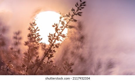 defocused view of dried wild flowers and grass in a meadow in winter or spring оr fall with lens flare and highlights on a helios lens blurred background of winter sky and sun disc