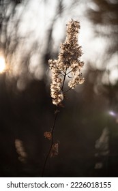 defocused view of dried wild flowers and grass, with lens flares against blurred sky background by helios lens . High quality photo