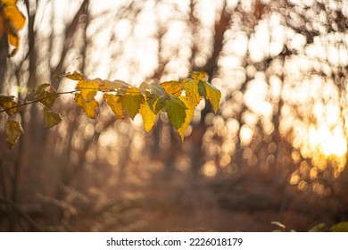 defocused view of dried wild flowers and grass, with lens flares against blurred sky background by helios lens . High quality photo
