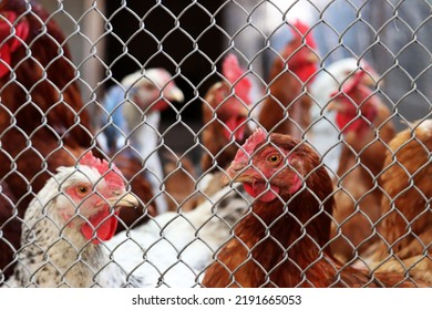 Defocused view through wire mesh to the chickens on a farm. Brown and white hen in a coop, poultry concept
