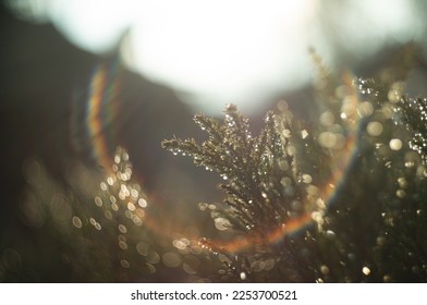 defocused view of wild flowers and grass with drop of dew in a meadow in winter or spring оr fall in the bright rays of the sun with lens flare and highlights on a helios lens blurred background