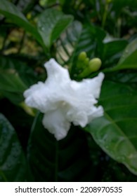 Defocused White Flower Gardenia Background