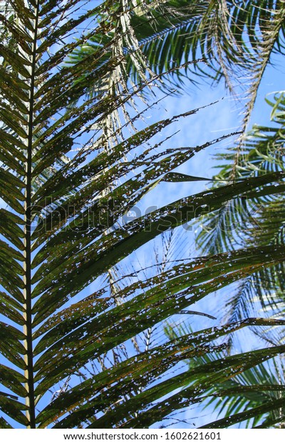 Defoliation On Leaves Oil Palm Tree Stock Photo Edit Now 1602621601