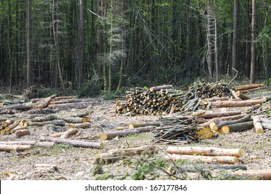 deforestation 