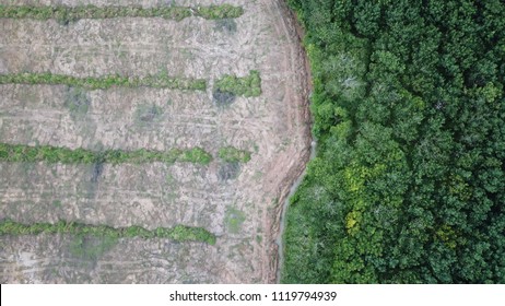 Deforestation Aerial Photo. Forest Destroyed For Palm Oil Production 