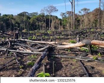 Abholzung des Regenwaldes des Amazonas durch Brennen. Amazon, Brasilien. Das Foto wurde am 4. März 2019 aufgenommen.
