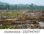 Deforestation in the Amazon rainforest. Trunks of trees cut down by illegal loggers and forest in the background. Brazil. Concept of environment, ecology, climate change, global warming, nature.