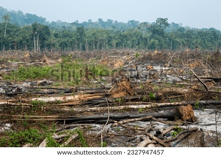 Deforestation in the Amazon rainforest. Trunks of trees cut down by illegal loggers and forest in the background. Brazil. Concept of environment, ecology, climate change, global warming, nature.