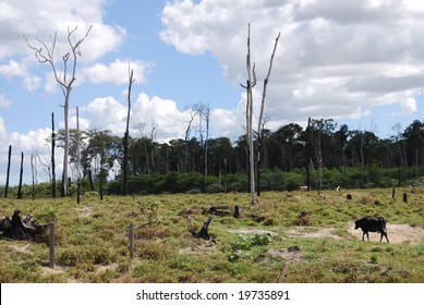 Deforestation In Brazil, Cattle Grazing At A Ranch Where Burned Trees And The Edge Of The Rainforest Are Still Visible