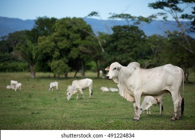 Deforestation Caused By Cattle Ranching In Amazon Rain Forest
