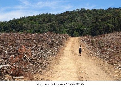 Deforestation concept image consisting of an unrecognizable women walking among felled trees in a forestry. 