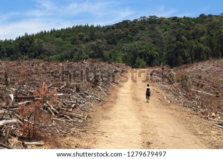 Deforestation concept image consisting of an unrecognizable women walking among felled trees in a forestry. 