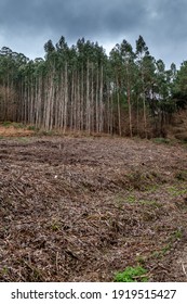deforestation and cut trees in the forest