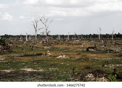 Deforestation Cutting Down Trees Human Uses Stock Photo (Edit Now ...