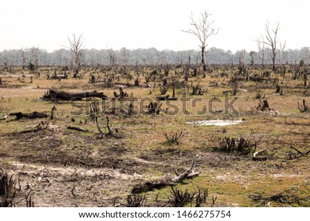 Deforestation, cutting down trees for human uses causes environmental effects