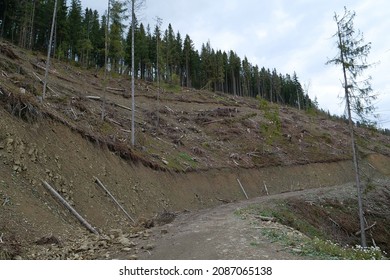 Deforestation, Cutting Of Valuable Wood Species In The Mountains