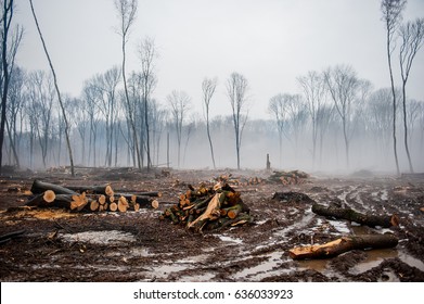 Deforestation, Destruction of Deciduous Forests. Damage to Nature. Ukraine. Europe. Pollution.