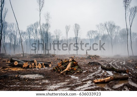 Deforestation, Destruction of Deciduous Forests. Damage to Nature. Ukraine. Europe. Pollution.