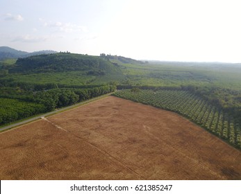 Deforestation Environmental Damage. Aerial Drone View. Rain Forest Destroyed To Make Way For Oil Palm Plantations