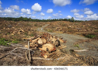 Deforestation Environmental Destruction Clearing Of Rainforest For Palm Oil Production