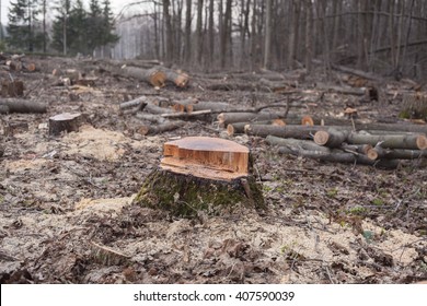 Deforestation Environmental Disaster