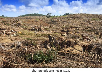 Deforestation Environmental Problem. Destruction Of Rain Forest In Borneo For Palm Oil Plantations.