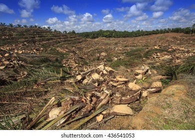 Deforestation Environmental Problem. Destruction Of Rain Forest In Borneo For Palm Oil Plantations.