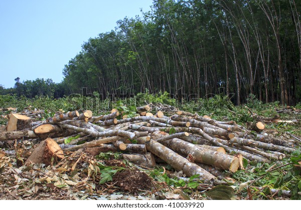 森林破壊環境問題 ヤシ油栽培のために森林破壊 の写真素材 今すぐ編集