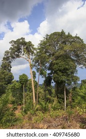 Deforestation: Environmental problem of rainforest destroyed to make way for oil palm plantation