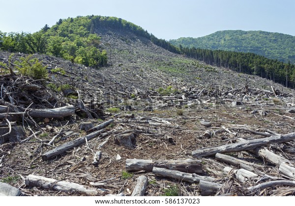 Deforestation Environmental Problemdestruction Large Scale Development ...