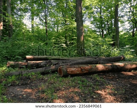Deforestation. Fallen tree trunks lie on the ground in the forest. Cutting down the green lungs of the planet.
