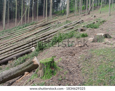 Similar – Foto Bild Valentinstag Wald Baum