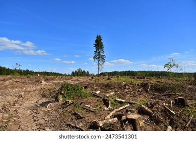 Deforestation and forest clearance. Illegal logging. Forest destruction, felling trees. Cutting trees. Stacks cut wood. Forests illegal disappearing. Deforestation, timber logging. Forest clearing.