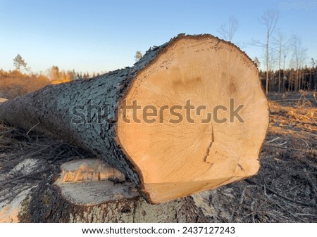Deforestation and forest clearance. Illegal logging. Forest destruction, felling trees. Cutting trees. Stacks cut wood. Forests illegal disappearing. Deforestation, timber logging. Forest clearing.