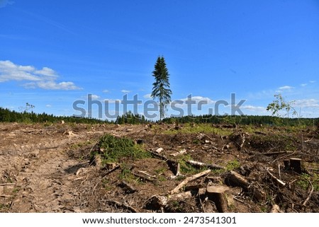 Deforestation and forest clearance. Illegal logging. Forest destruction, felling trees. Cutting trees. Stacks cut wood. Forests illegal disappearing. Deforestation, timber logging. Forest clearing.