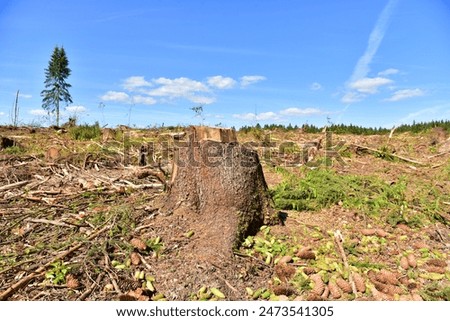 Deforestation and forest clearance. Illegal logging. Forest destruction, felling trees. Cutting trees. Stacks cut wood. Forests illegal disappearing. Deforestation, timber logging. Forest clearing.